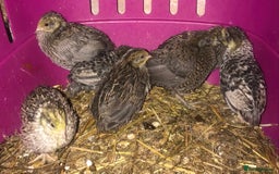 Quail poultry for sale: SEXED CHINESE PAINTED BUTTON QUAILS AVAILABLE ! - Image 2