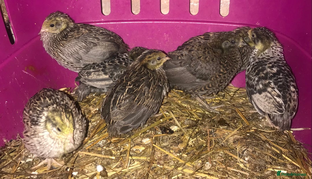 Quail poultry for sale: SEXED CHINESE PAINTED BUTTON QUAILS AVAILABLE ! - Image 2