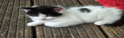 Mixed Breed cats for sale: Cute kittens for sale  - Advert 22