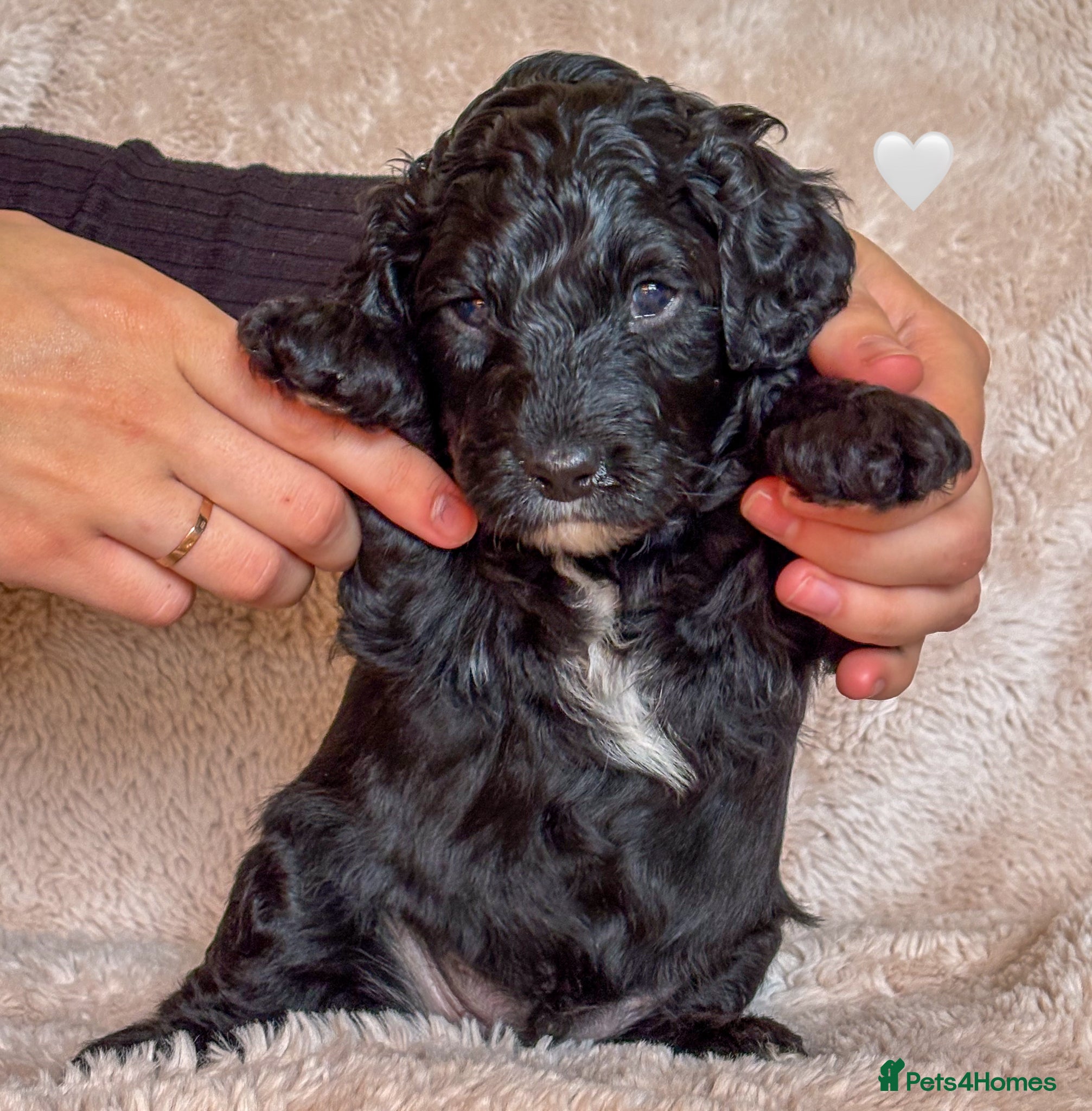 Labradoodle dogs for sale: Beautiful Australian Labradoodle Pups - Advert 13