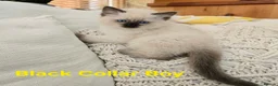 Ragdoll cats for sale: Adorable Ragdoll kittens looking for loving homes! - Advert 6