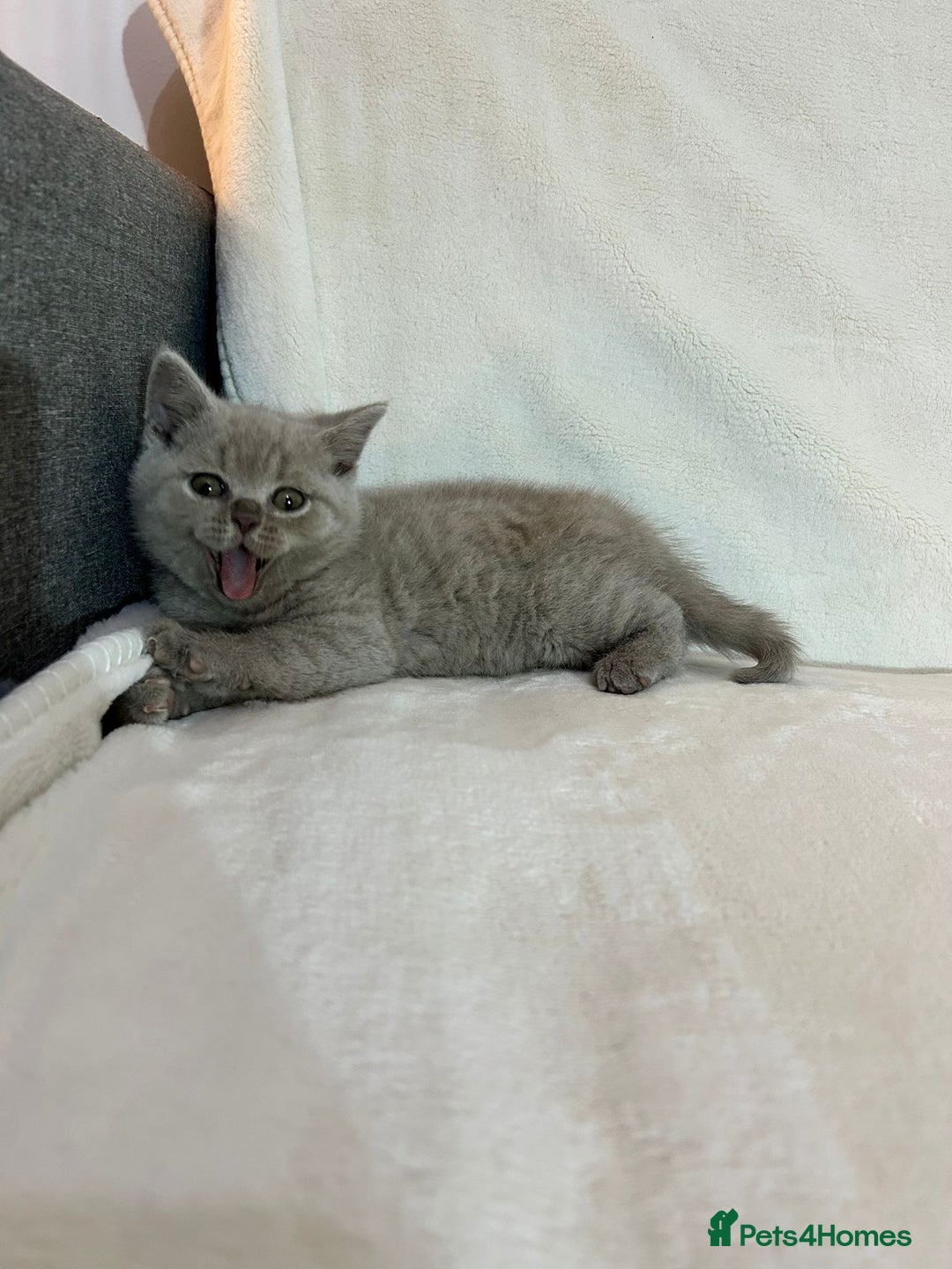 British Shorthair cats for sale: Stunning British Shorthair Lilac are available  - Advert 8