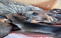 Dachshund dogs for sale: 🐾 Beautiful Dachshund Puppies - Image 9