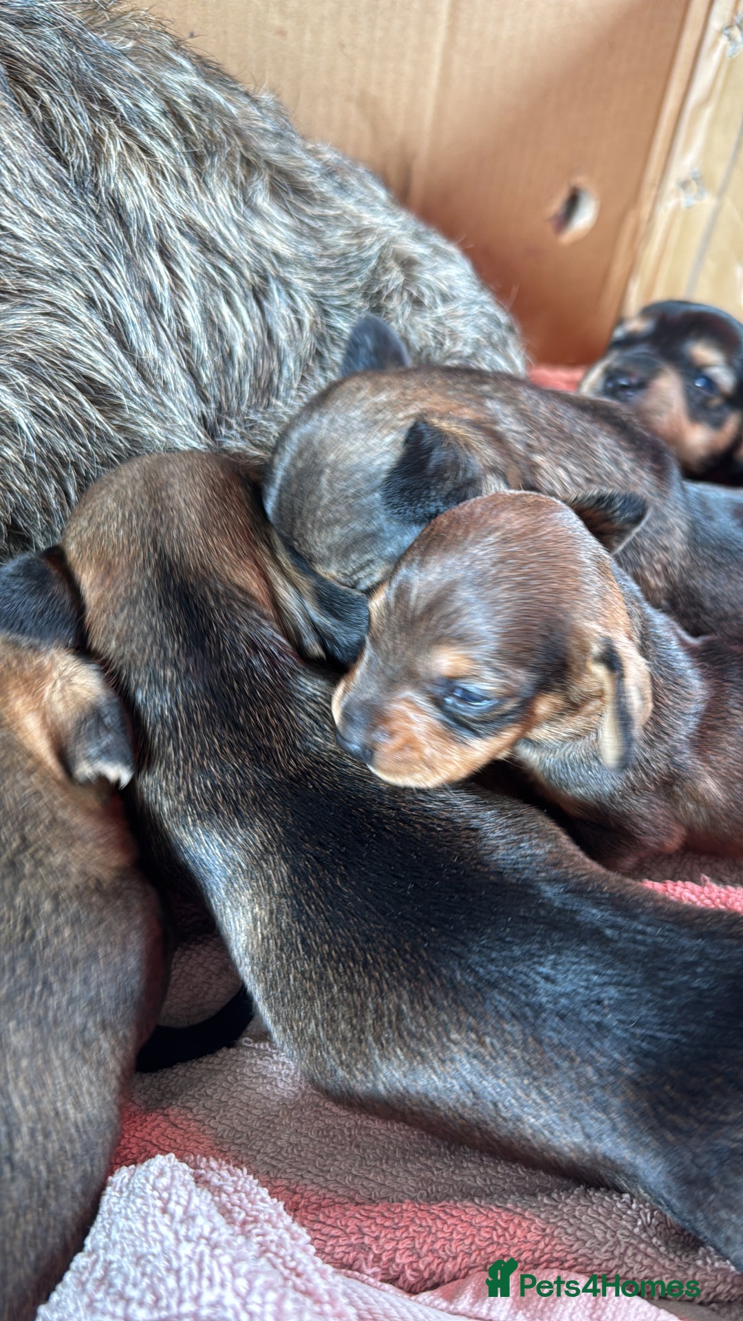 Dachshund dogs for sale: 🐾 Beautiful Dachshund Puppies - Image 9