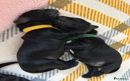 Cockerdor dogs for sale: Cockador Puppies for sale - Image 20