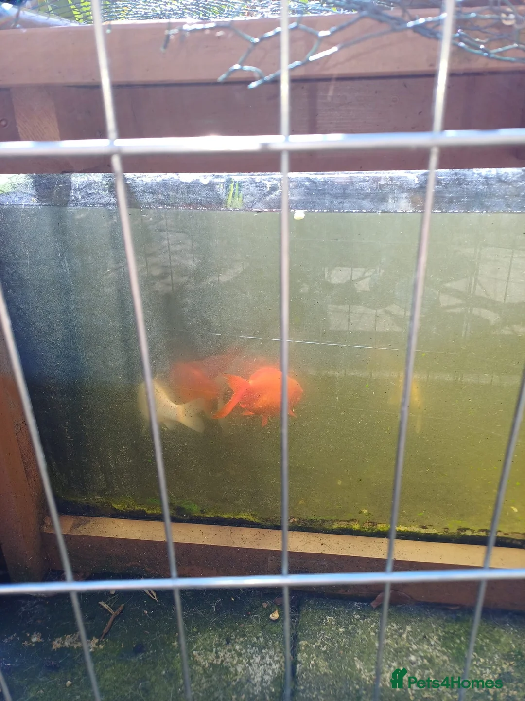 Goldfish fish for sale: Goldfish - Advert 2