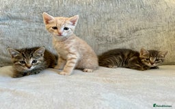 Mixed Breed cats for sale: Beautiful Tabby Kittens For Sale  - Image 4