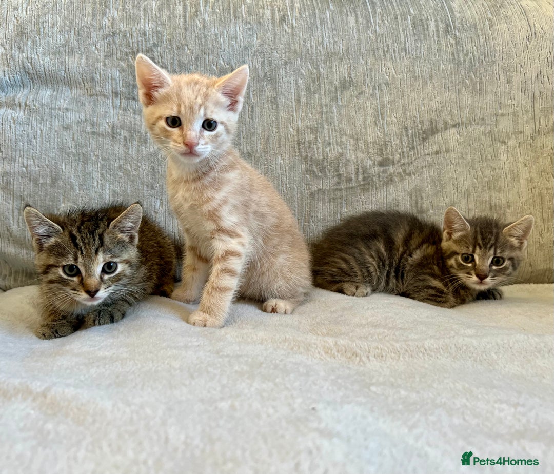 Mixed Breed cats for sale: Beautiful Tabby Kittens For Sale  - Image 4