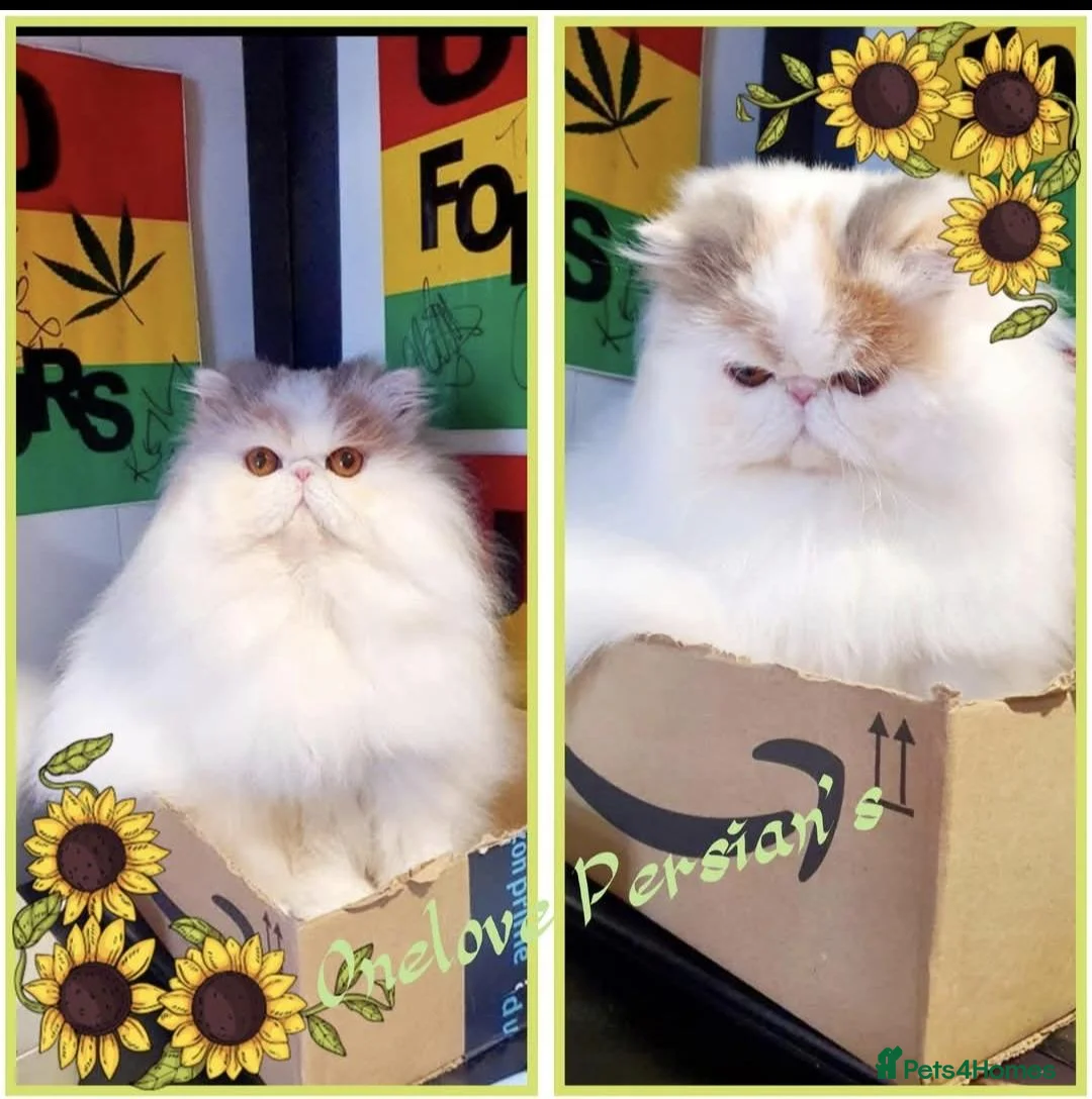 Persian cats for sale: Gorgeous Persian girl  - Advert 2