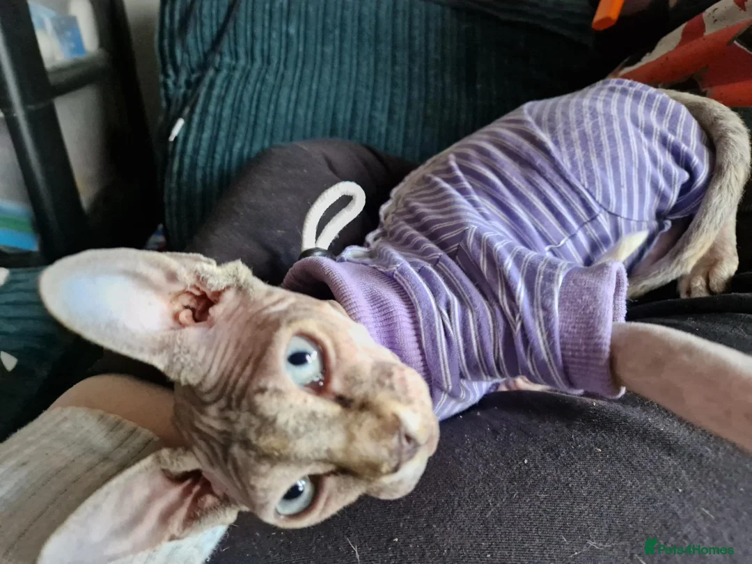 Sphynx cats for sale: Cute sphynx for adoption in Spalding - Advert 2