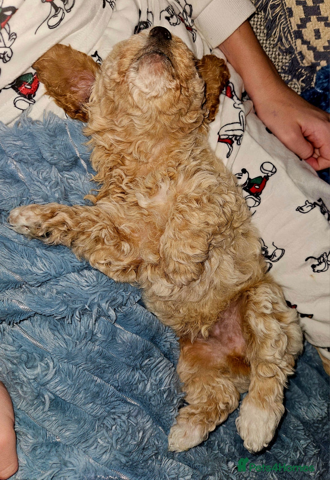 Poochon dogs for sale: 1 girl left!! Poochon pups ready to leave. - Advert 11