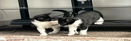 British Shorthair cats for sale: Cute British shorthair Kittens  - Advert 13