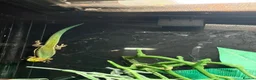 Bearded Dragon reptiles for sale: Baby dragons and other reptile for rehome  - Advert 6