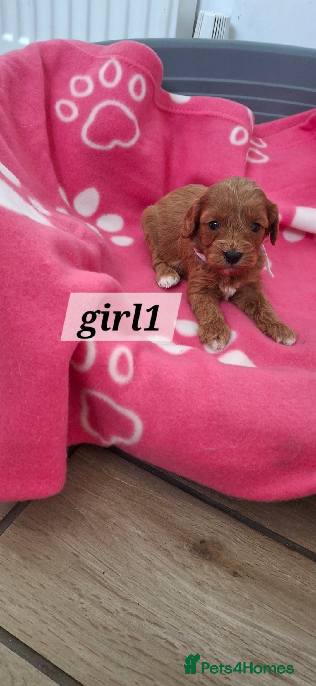 Cavapoo dogs for sale: Red cacapoos - Image 6