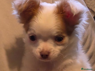 Chihuahua dogs Chihuahua puppies ready now for new homes - Advert 5