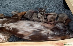 Miniature Dachshund dogs for sale: quality minature dachshunds (ready 14th october) - Image 6