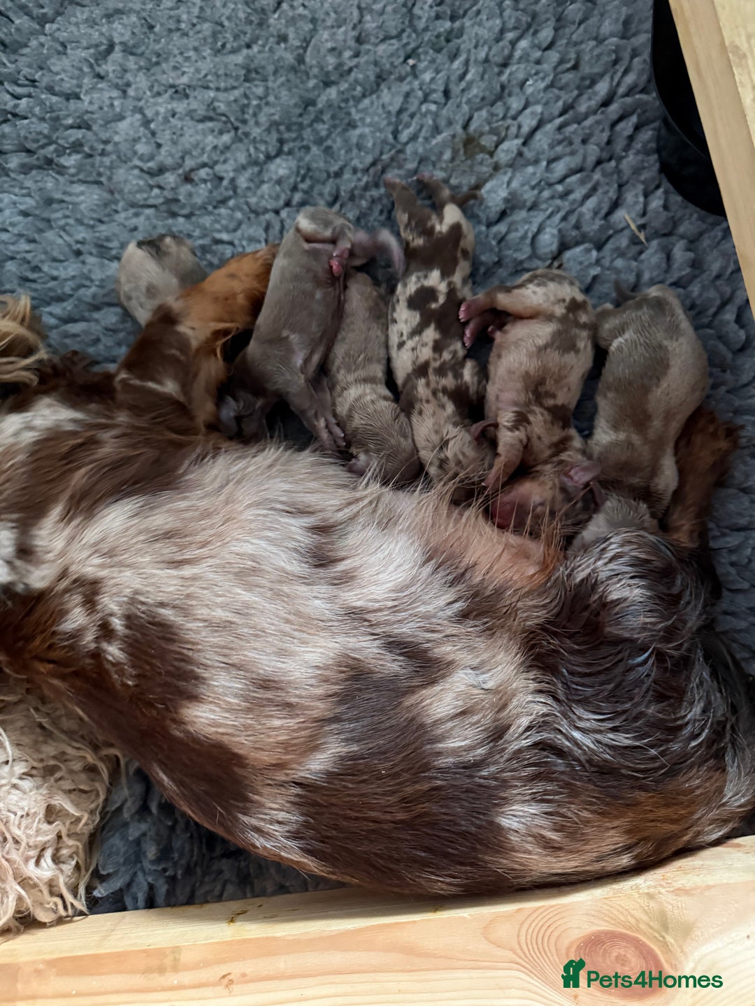 Miniature Dachshund dogs for sale: quality minature dachshunds (ready 14th october) - Image 6