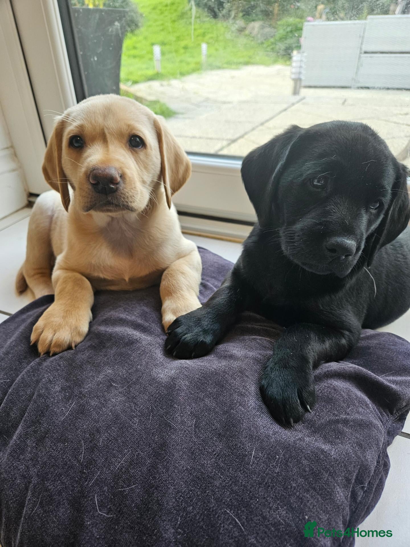 Labrador Retriever dogs Labrador Pups KC Reg Health Tested - Advert 15