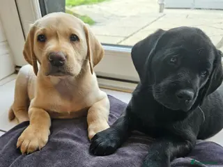 Labrador Retriever dogs Labrador Pups KC Reg Health Tested - Advert 2