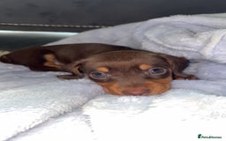Miniature Dachshund dogs for sale: Stunning Mini Dachshunds 😍  - Image 1