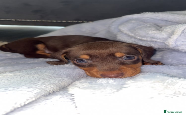 Miniature Dachshund dogs - Advert 3