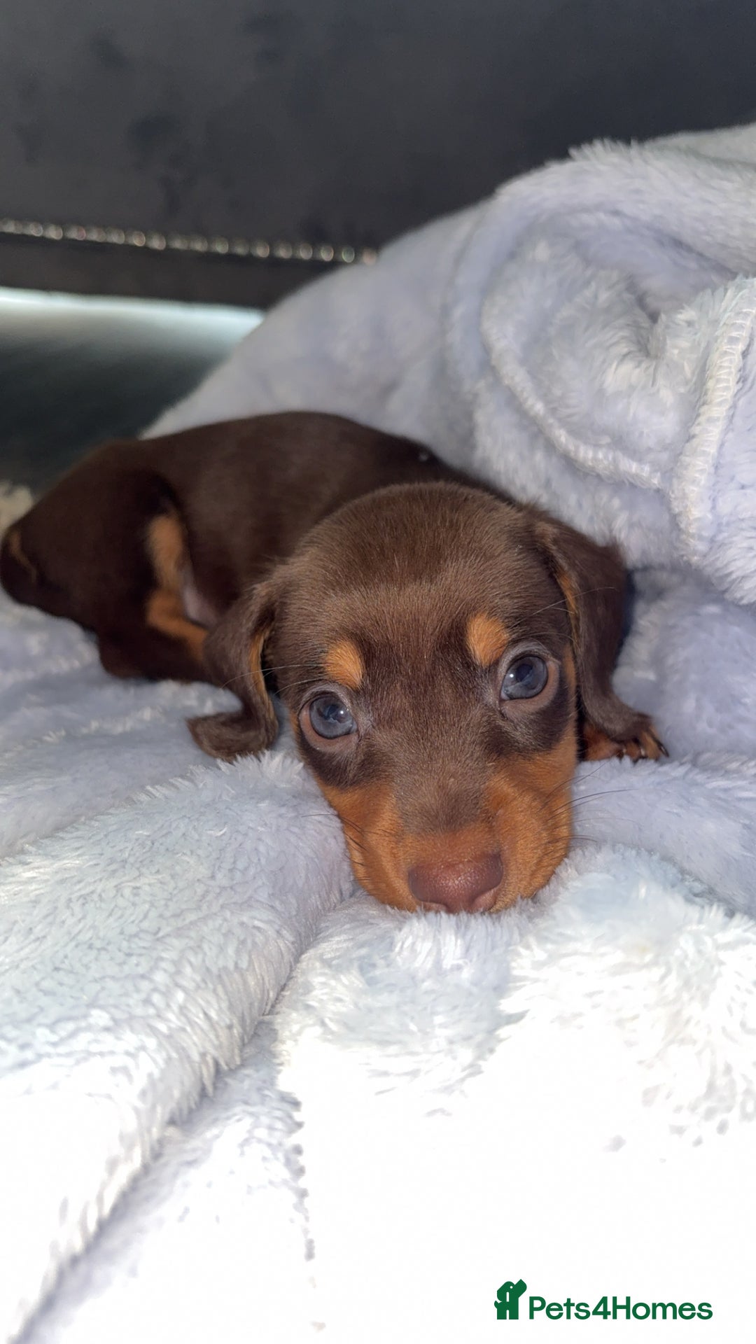 Miniature Dachshund dogs for sale: Stunning Mini Dachshunds 😍  - Image 1