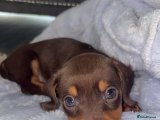 Miniature Dachshund dogs - Advert 2