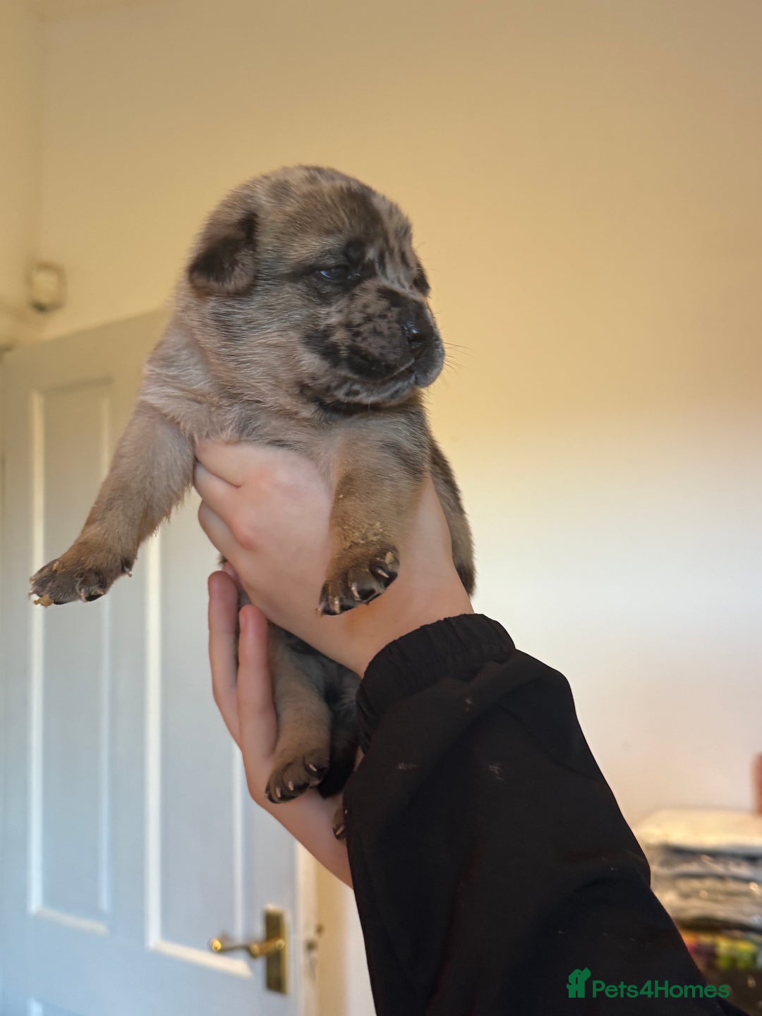 Mixed Breed dogs for sale: American bulldog / chowchow  - Advert 6