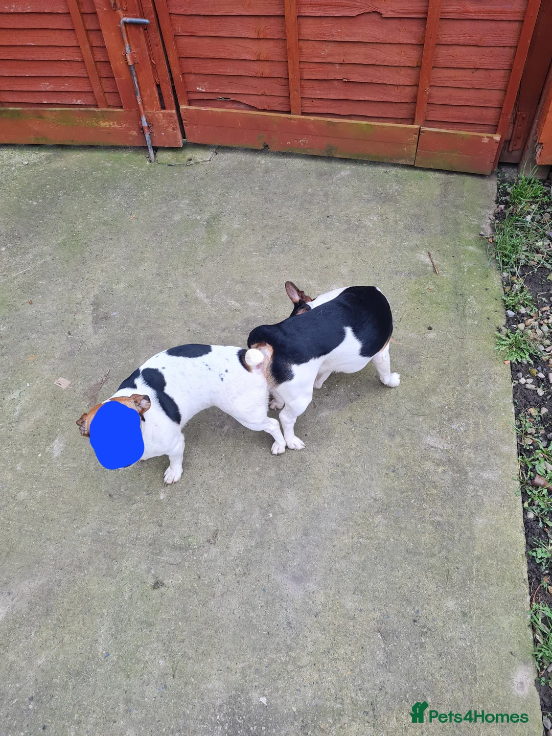 Jack Russell dogs for stud: Buddy for stud  - Advert 2