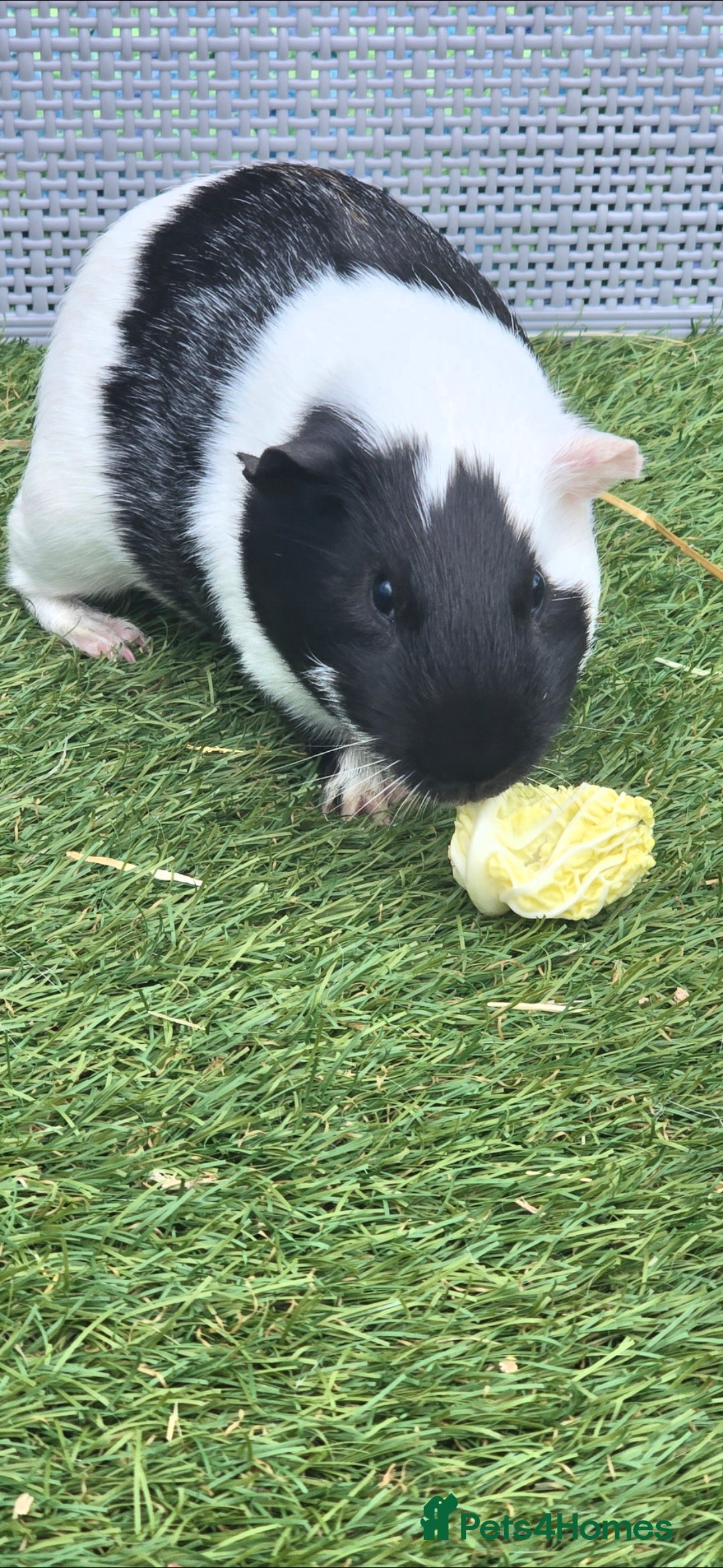 Guinea Pig rodents for sale: Guinea pig - Advert 3