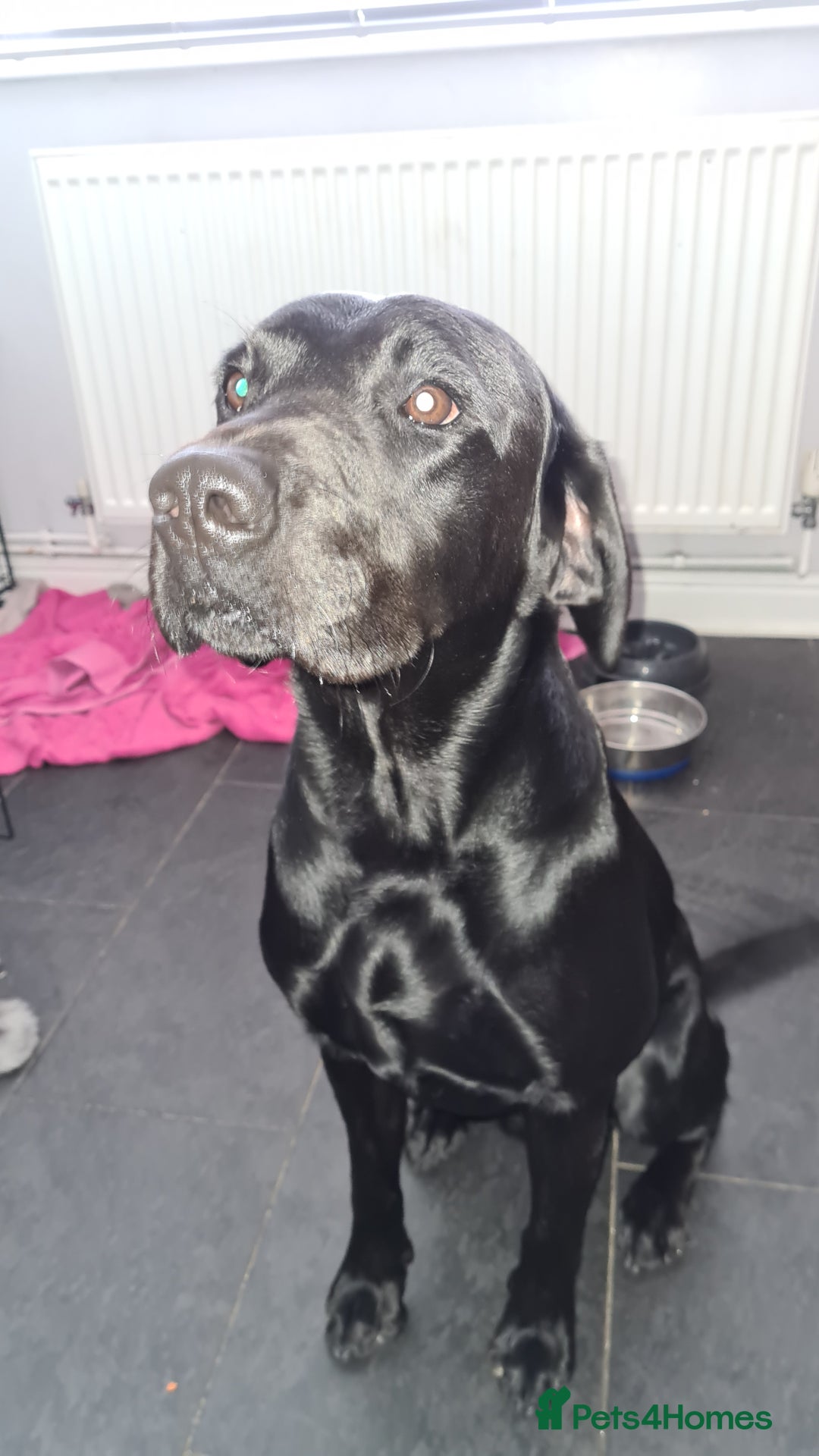 Labrador Retriever dogs for stud: Proven KC Labrador Stud in Stoke-on-Trent - Image 8