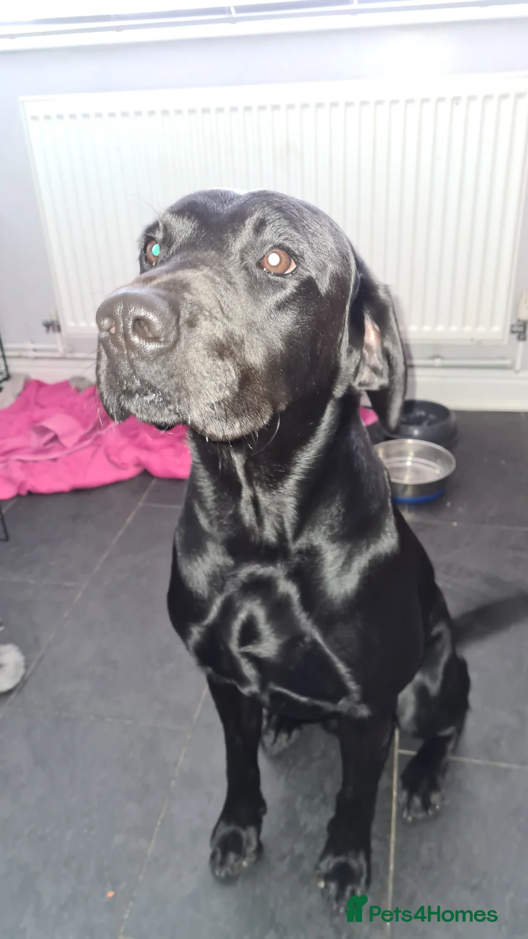 Labrador Retriever dogs for stud: Proven KC Labrador Stud in Stoke-on-Trent - Advert 8
