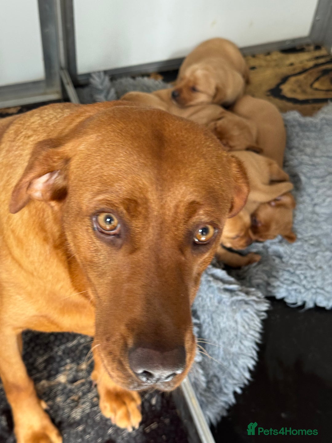 Labrador Retriever dogs for sale: 1st Class ⭐️⭐️⭐️⭐️⭐️ Licensed - Image 9