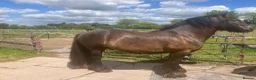 Irish Cob horses for sale: Traditional cob gelding  in Leamington Spa - Advert 2