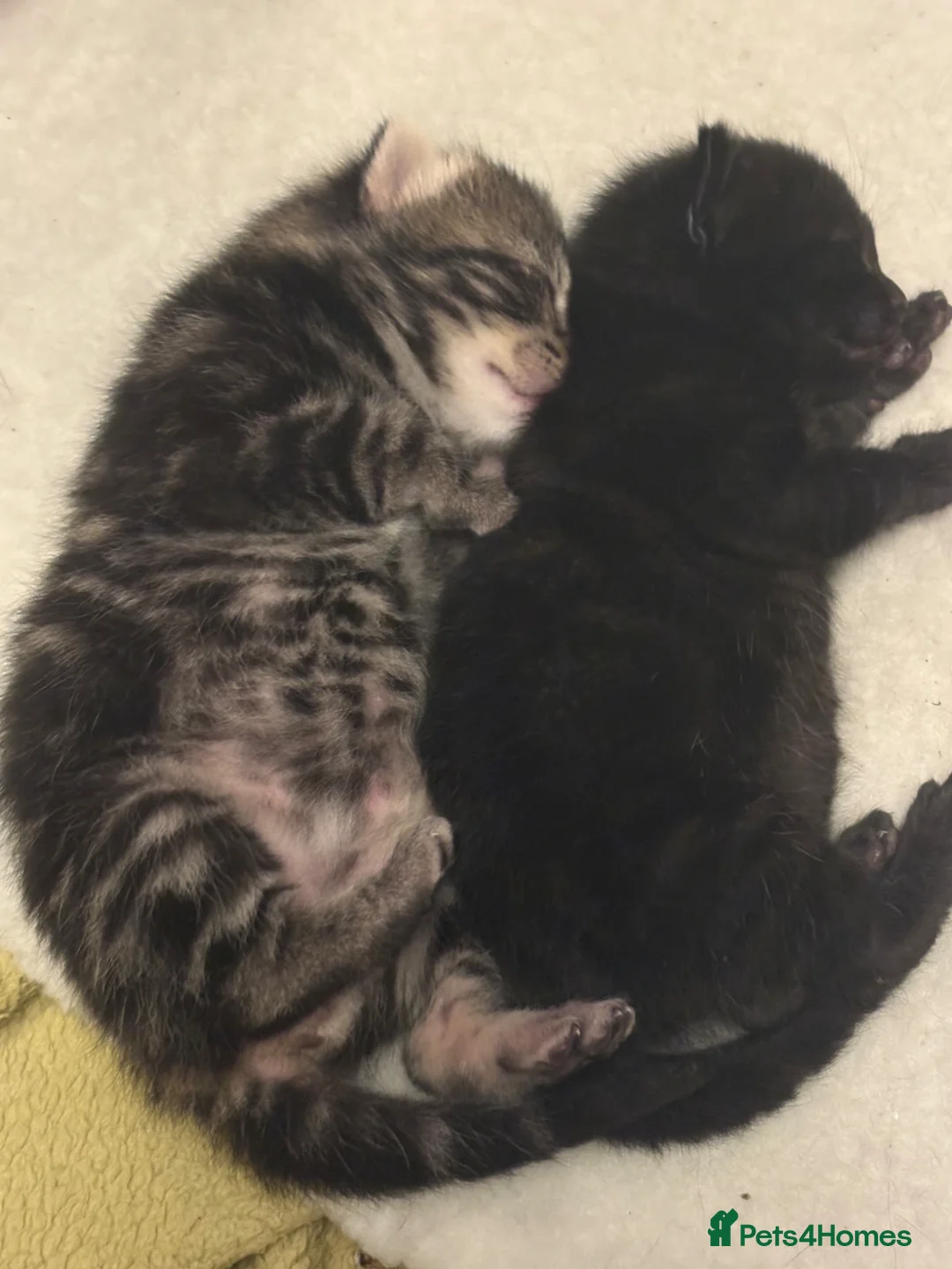Mixed Breed cats for sale: I black and 1 Tabby  in London - Advert 1