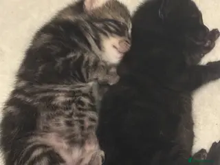 Mixed Breed cats I black and 1 Tabby - Advert 1