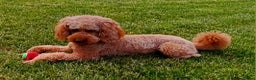Poodle dogs for stud: ROMEO DNA health tested KC Miniature Red Poodle in Thetford - Advert 3