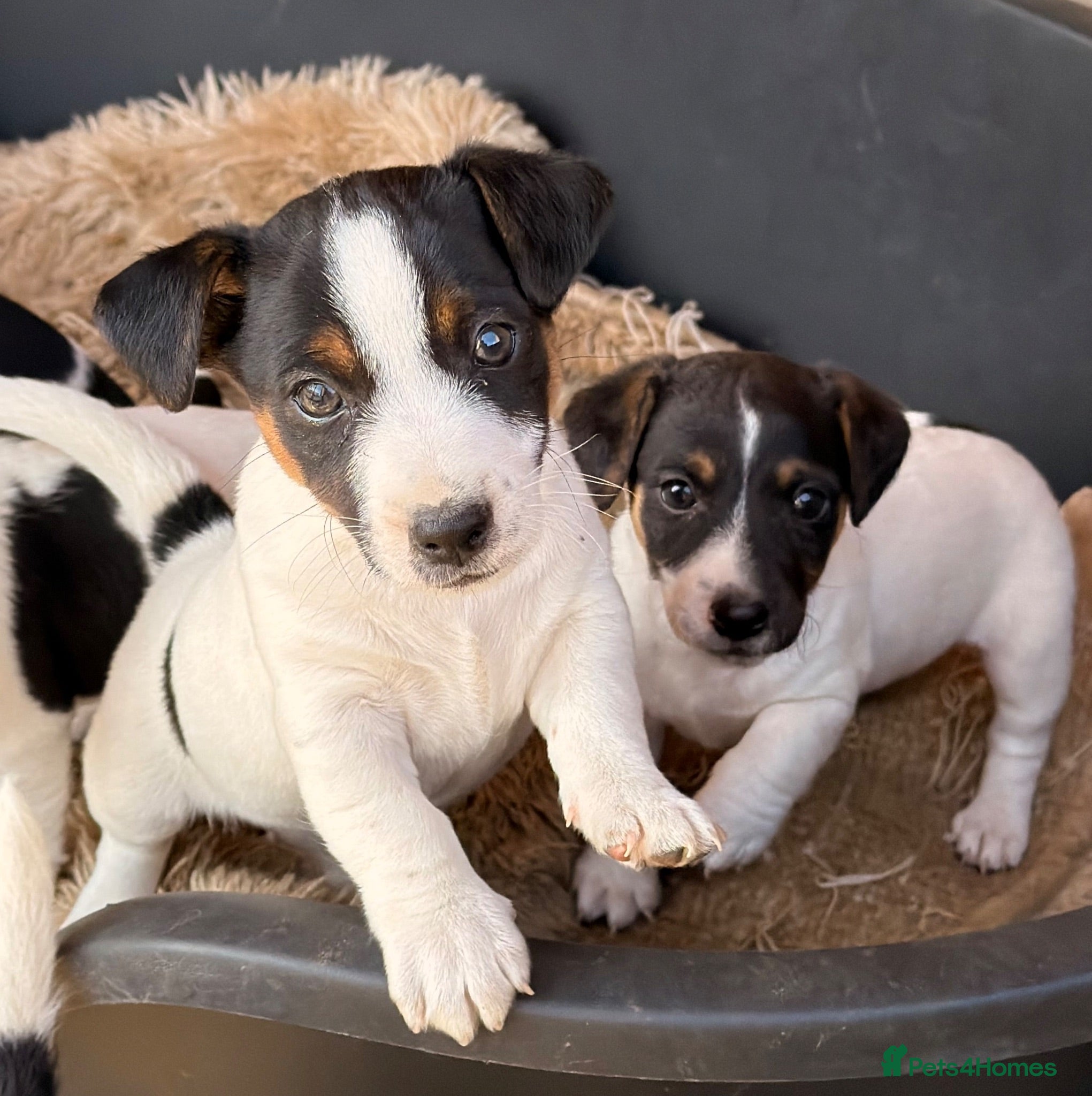 Jack Russell dogs Jack Russell Puppies  - Advert 1