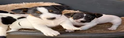 Jack Russell dogs for sale: Jack Russell Puppies  - Advert 1