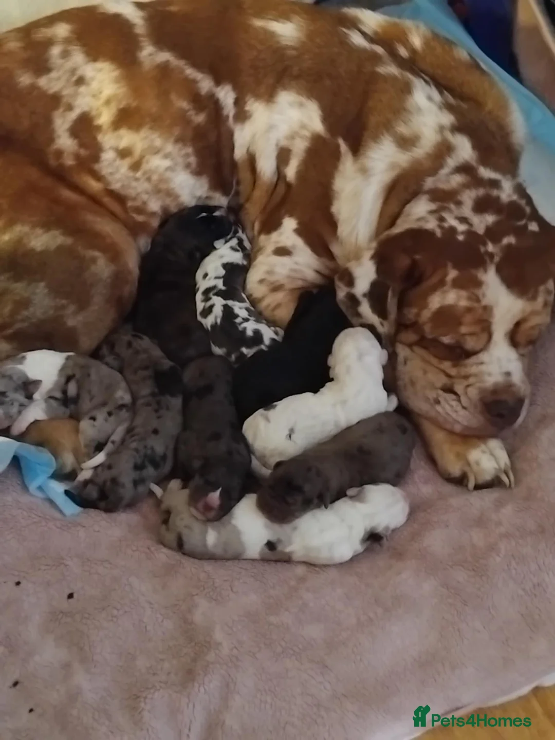 Mixed Breed dogs for sale: beautiful pups - Advert 1