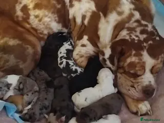 Mixed Breed dogs beautiful pups - Advert 2