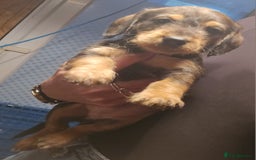 Mixed Breed dogs for sale: Labradoodle x dachshund  - Image 7