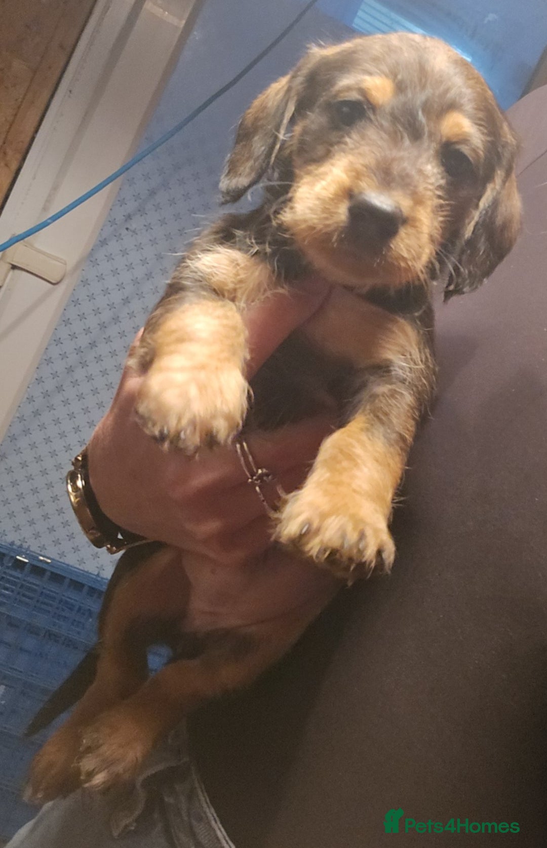 Mixed Breed dogs for sale: Labradoodle x dachshund  - Image 7