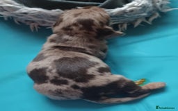 Miniature Dachshund dogs for sale: Miniature dachounds - Image 4