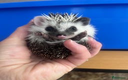 Pygmy Hedgehog rodents for sale: Stunning super friendly hoglets ready now!  - Image 5