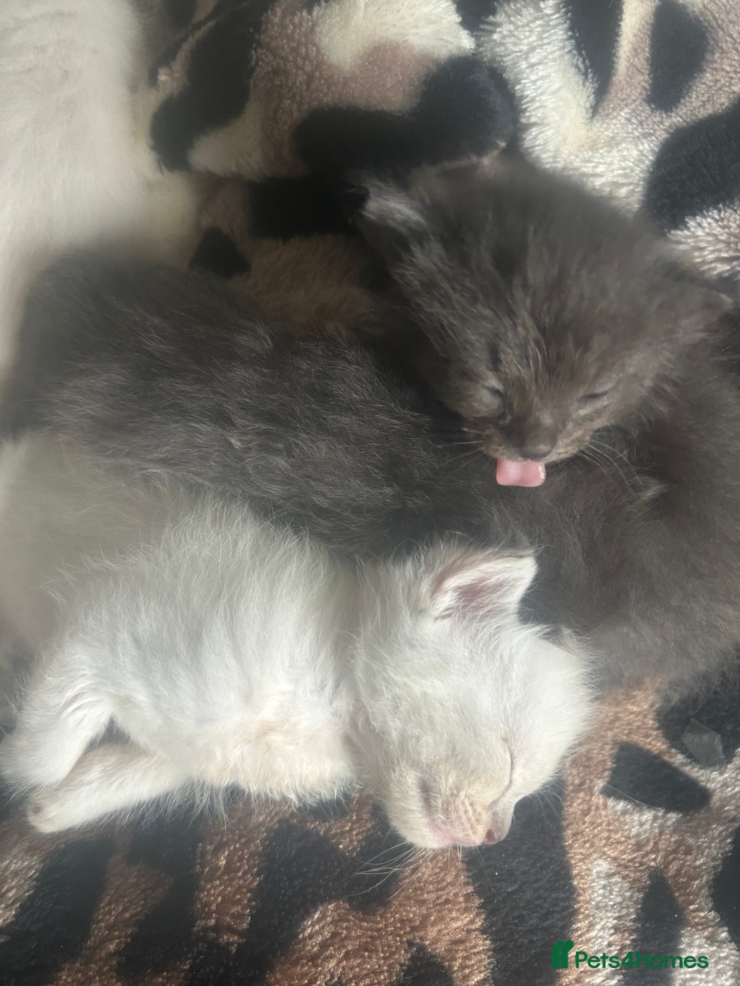 Ragdoll cats for sale: 3 blue lynx and 1  blue Ragdoll x Bengal kittens  - Image 17