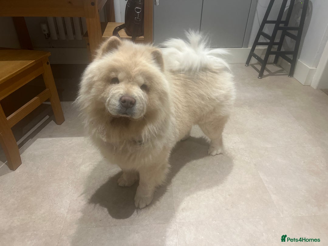 Chow Chow dogs for sale: Teenage friendly Chow - Image 5