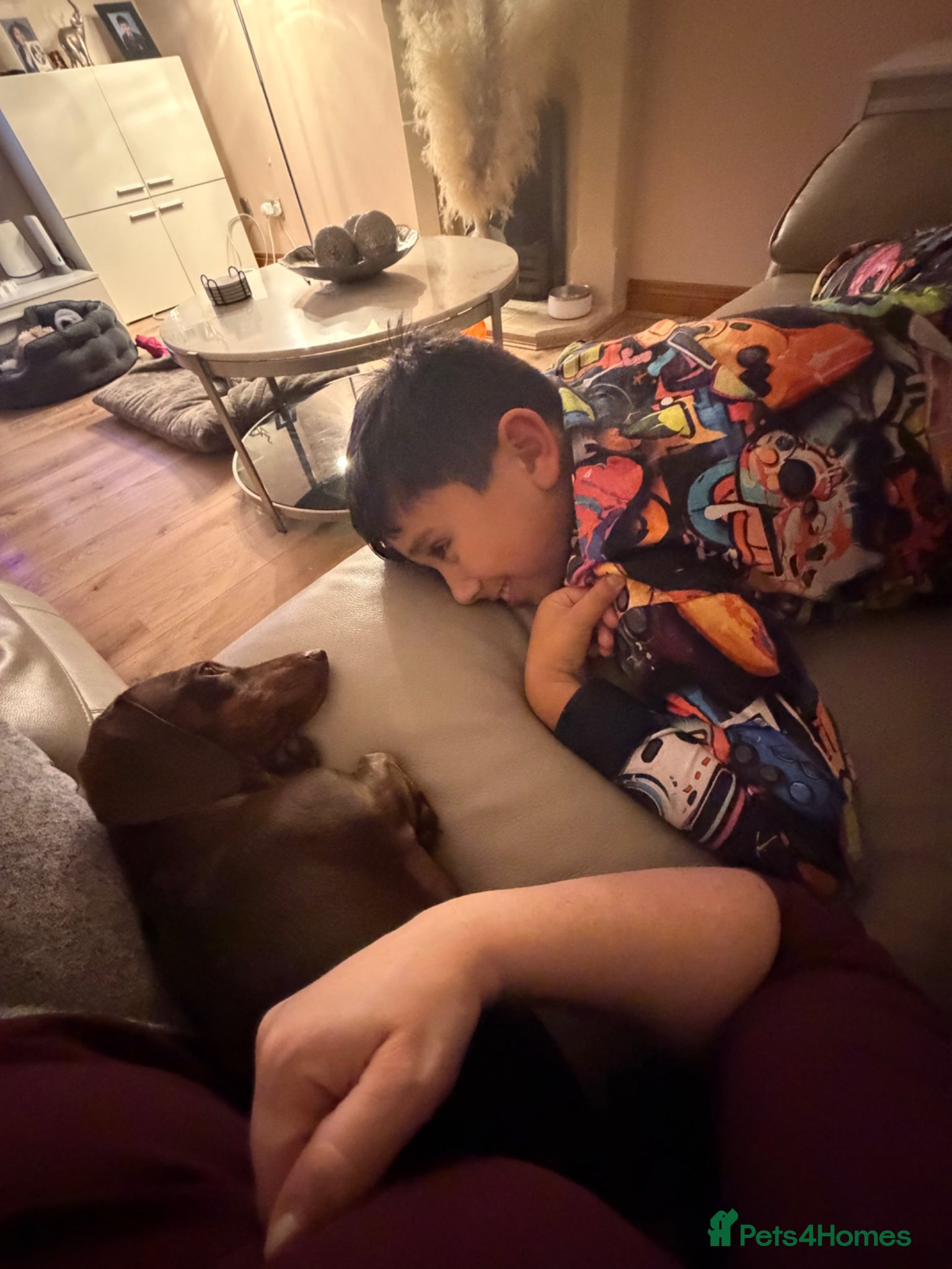 Miniature Dachshund dogs for sale: Only star home for my miniature Dachshund Bella! - Advert 6