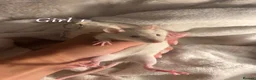 Rat rodents for sale: Baby rats  - Advert 2