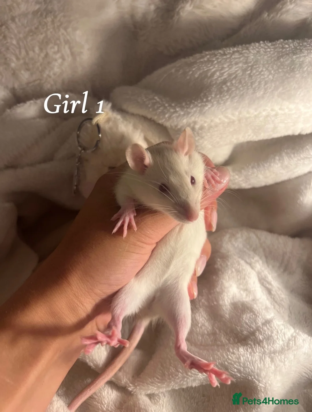 Rat rodents for sale: Baby rats  - Advert 2